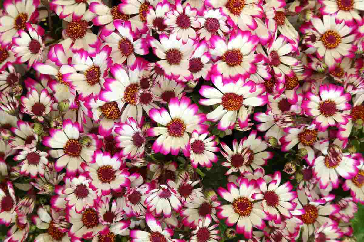 pianta per giardino da sogno